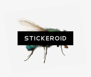 Green Fly - Earrings