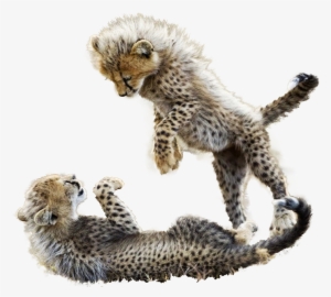 Cutout - Cheetah