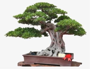 Potted Green Plant Elements - Bonsai