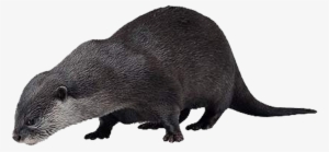 Otter Png Hd - Sea Otter Png