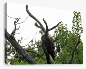 Fierce Bald Eagle Canvas Print - Bald Eagle