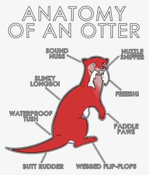 Anatomy Of An Otter - Orange Otter