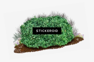 Blooming Forsythia Bush - Shrub