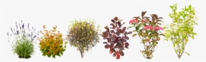 Flora, Plants - Riberry