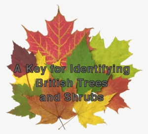 19 Apr - Canadian Maple Leaves Mug