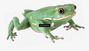 Kermit The Frog On Stool - Portable Network Graphics