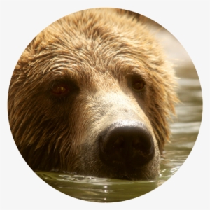 The Report Of The Board Of Inquiry Presents The Current - Alaska Peninsula Brown Bear