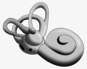 Inner Ear - Inner Ear Png