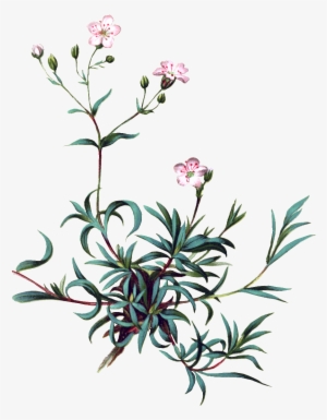 Pintado A Mano De Vivid Flor Planta Flores Png Transparente - Baby Breath Flower Clipart