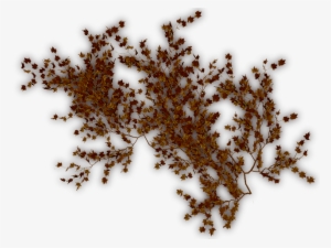 09 317k Creepers Dry G 06 Feb 2009 - Brown Vines Png