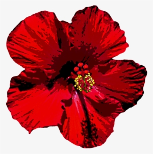 Hibiscus Clipart Bloom - Мальва Пнг