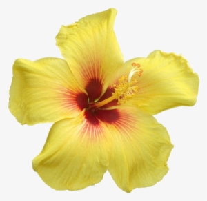 Yellow Hibiscus - Big Yellow Flowers Png