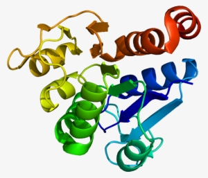 Dj 1 Protein