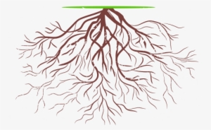 Root To Rise Coaching Helps You Create The Roots And - Hình Vẽ Rễ Cây