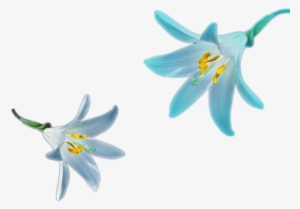 Blur Lily Flower Png Blur Color Nature Png File Png