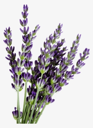 Lavender For Sale - Kerstin Florian Lavender Dreams Experience