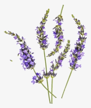 Lavender - Lavender Png