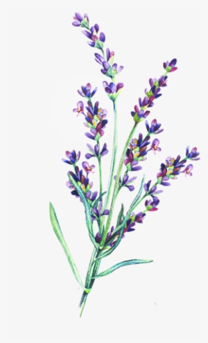 Lavender Essential Oil - Lavender Stem Transparent Png