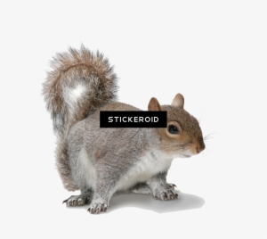 Squirrel - Grey Squirrel White Background