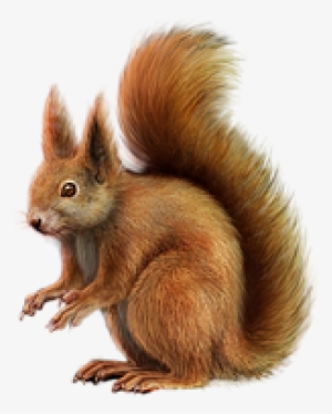 Squirrel Png, Download Png Image With Transparent Background, - Everybody Would Love To Be A Toucan Art Print - Mini
