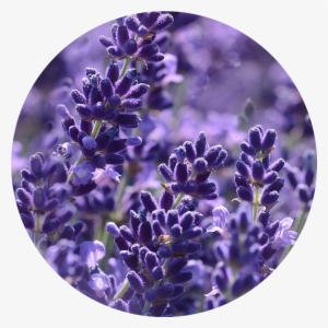 Essential Oils -