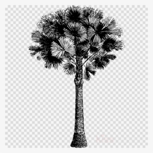 Download Freepost Clipart Asian Palmyra Palm Palm Trees - Blutflecken