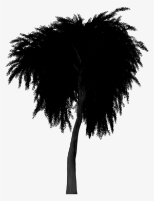 Silhouette Weeping Willow Tree 1502222 - Treurwilg Png