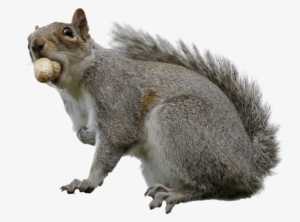 Squirrel Download Transparent Png Image - Portable Network Graphics