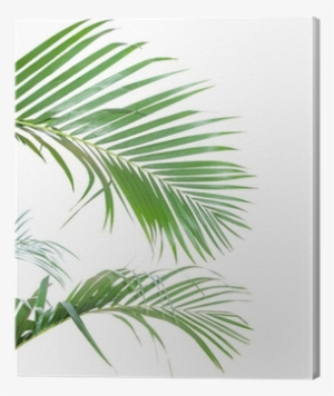 Palm Trees