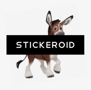 Donkey Осёл - Burro