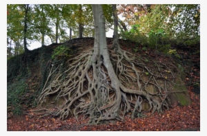 Tree Roots In Ground Stock Photo 0147 Png Serious By - Liberty Bridge At Falls Park On The Reedy