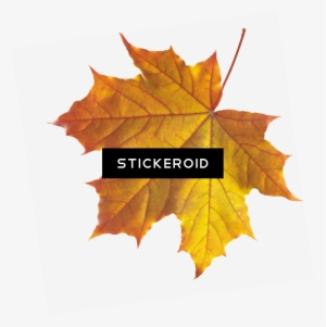 Realistic Autumn Fall Leaves - Transparent Background Autumn Leaf Png