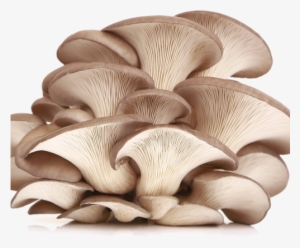 Oyster Mushroom
