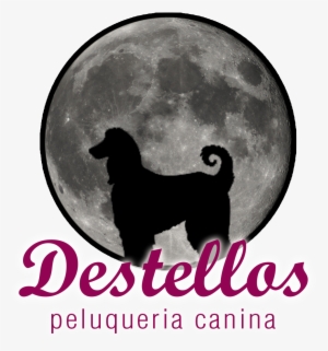 Destellos Peluqueria Canina En Alhaurin De La Torre - Can We Develop India