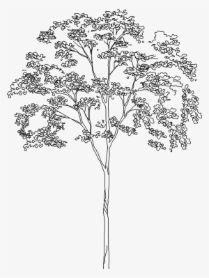 Autocad Tree Png