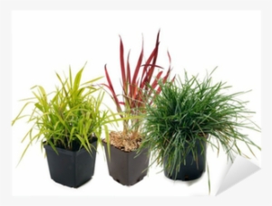 Phalaris , Imperata, Sesleria Sticker • Pixers® • We - Grasses