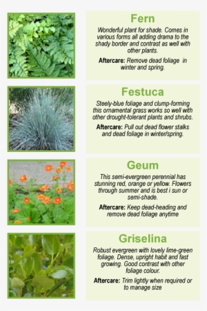 Fern Wonderful Plant For Shade - Shrub