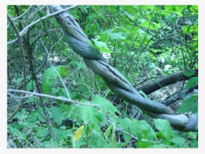 This Is A Vine That Is Shows Thigmotropism In The Forest - Old-growth Forest