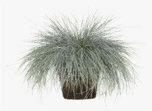 Festuca Glauca - Festuca Glauca Png