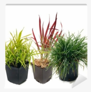 Phalaris , Imperata, Sesleria Wall Mural • Pixers® - Grasses