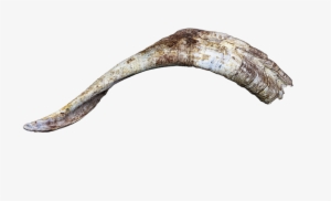 Horn, Horns, Bock, Goat, Billy Goat, Head, Isolated - Fish