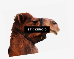 Camel - Arabian Camel