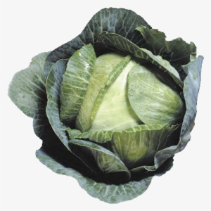 Cabbage Png Image - Headed Cabbage