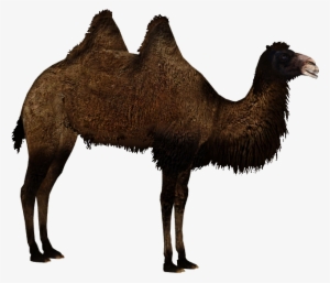 Wild Bactrian Camel 3 - Zt2 Download Library Camel Png