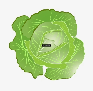Cauliflower Cabbage - Cabbage Clipart Png