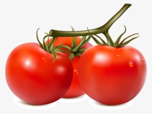 Fresh Organic Vegetable Tomato Vector - Tomato Vector