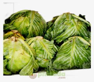 Phinada Cabbage - Iceburg Lettuce