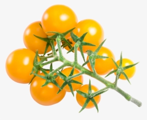 Yellow Cherry Tomatoes - Clipping Path