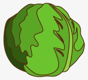 Cabbage - Vegetable