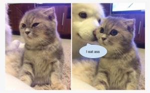Kitten Memes